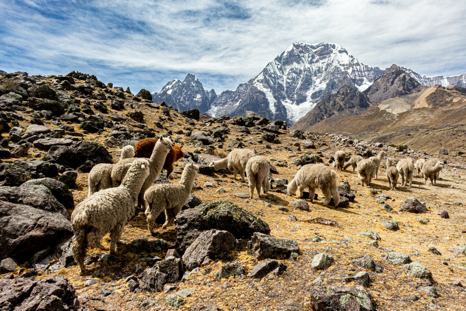 Alpacas in the high Andes