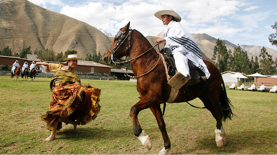 A Peruvian Paso horse and its rider