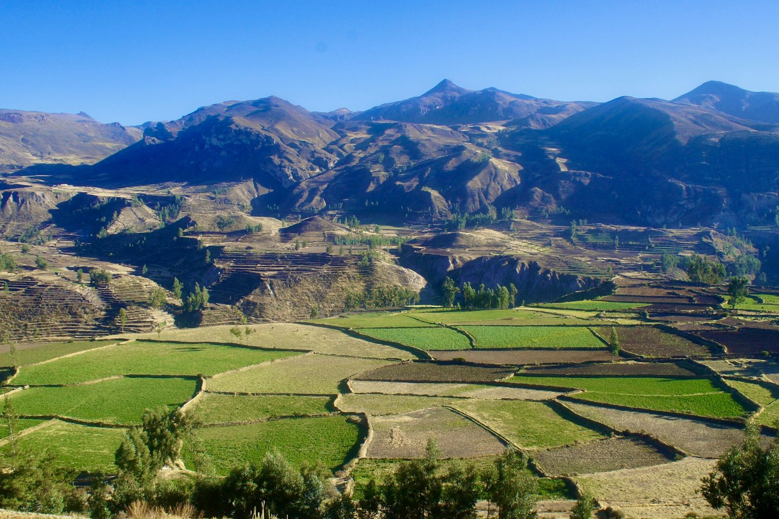 The terraced Colca Canyon