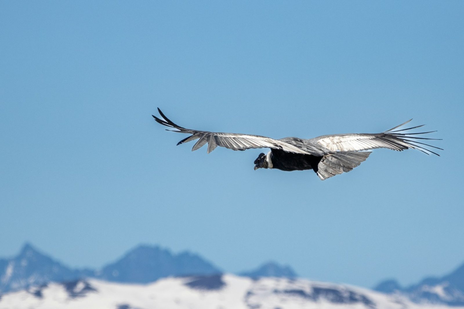 An Andean condor in flight above the high peaks
