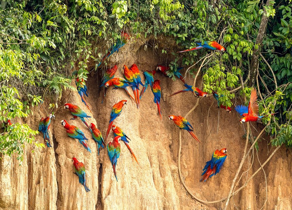 Macaws in the Peruvian Amazon